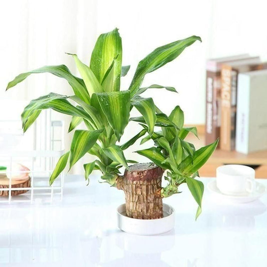 Lucky Brazil Wood Potted Plant