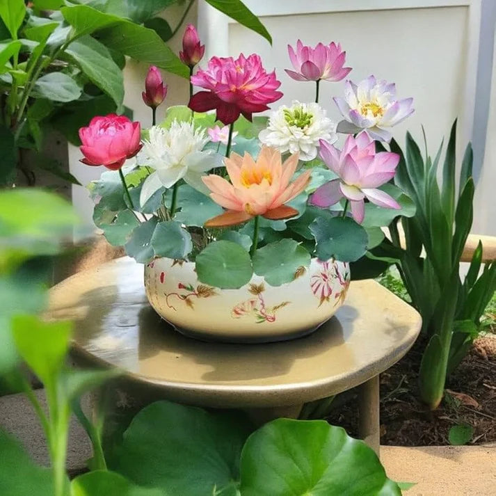 Premium Japanese Bonsai Lotus Seeds