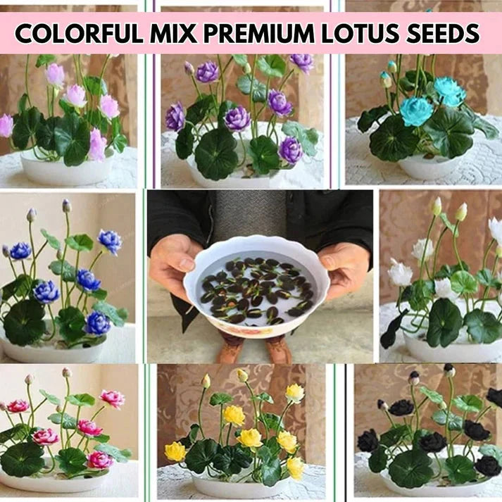 Premium Japanese Bonsai Lotus Seeds