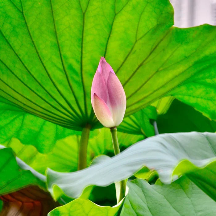 Premium Japanese Bonsai Lotus Seeds