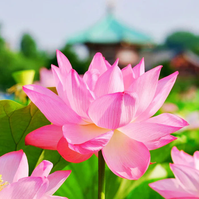 Premium Japanese Bonsai Lotus Seeds